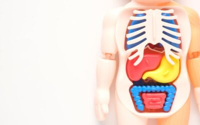 Fungsi Organ Hati, Limpa, dan Limfatik dalam Sistem Imun